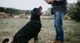 İstanbul'da Köpek Eğitimi