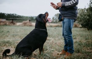 İstanbul'da Köpek Eğitimi