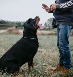 İstanbul'da Köpek Eğitimi