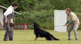 Köpek Eğitimi Okulu Köpeğinizle İletişimi Güçlendirin