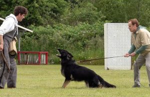 Köpek Eğitimi Okulu Köpeğinizle İletişimi Güçlendirin