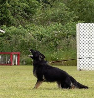 Köpek Eğitimi Okulu Köpeğinizle İletişimi Güçlendirin