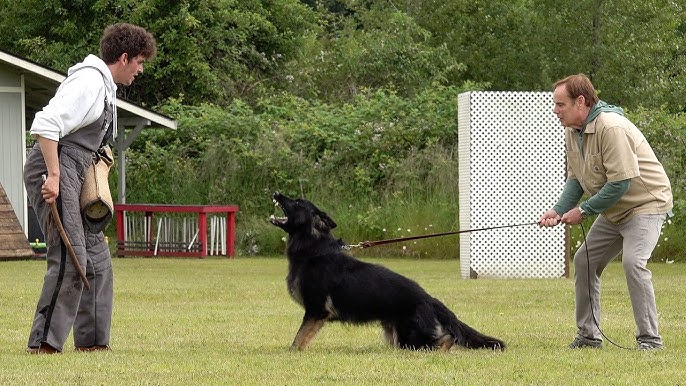 Köpek Eğitimi Okulu: Köpeğinizle İletişimi Güçlendirin